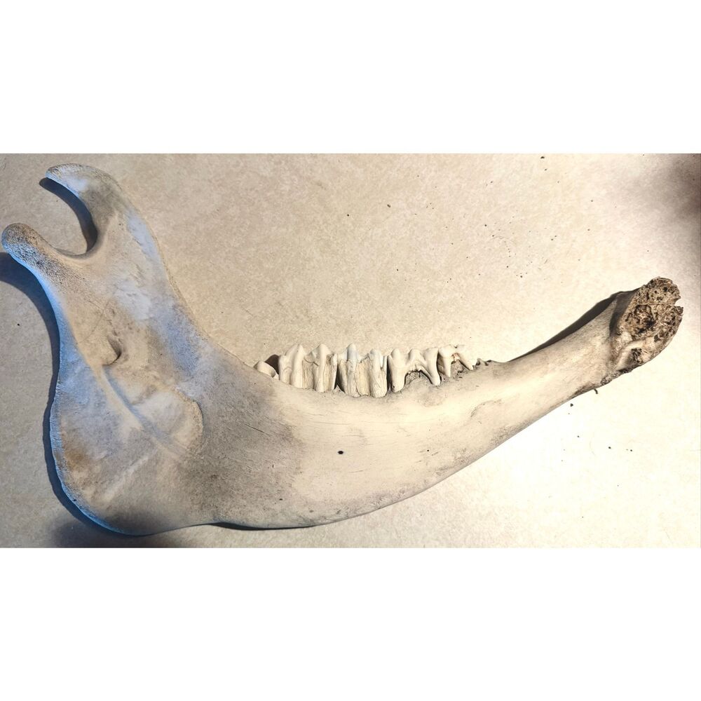 Cow jaw bone 14” Oddity Crafts Art Decor